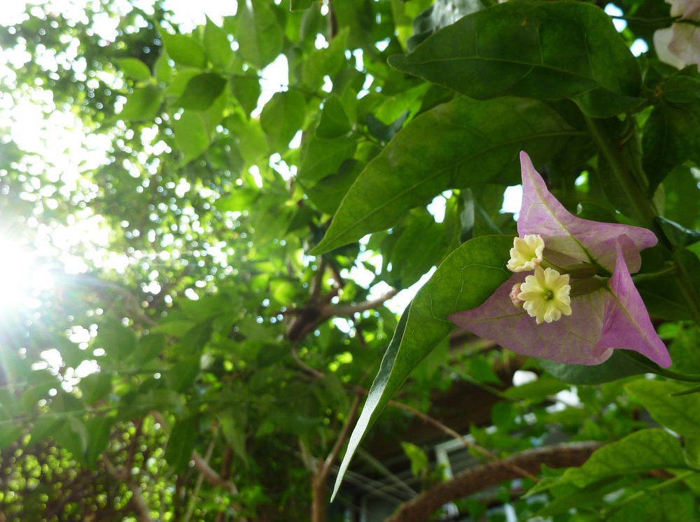 p1100103.jpg