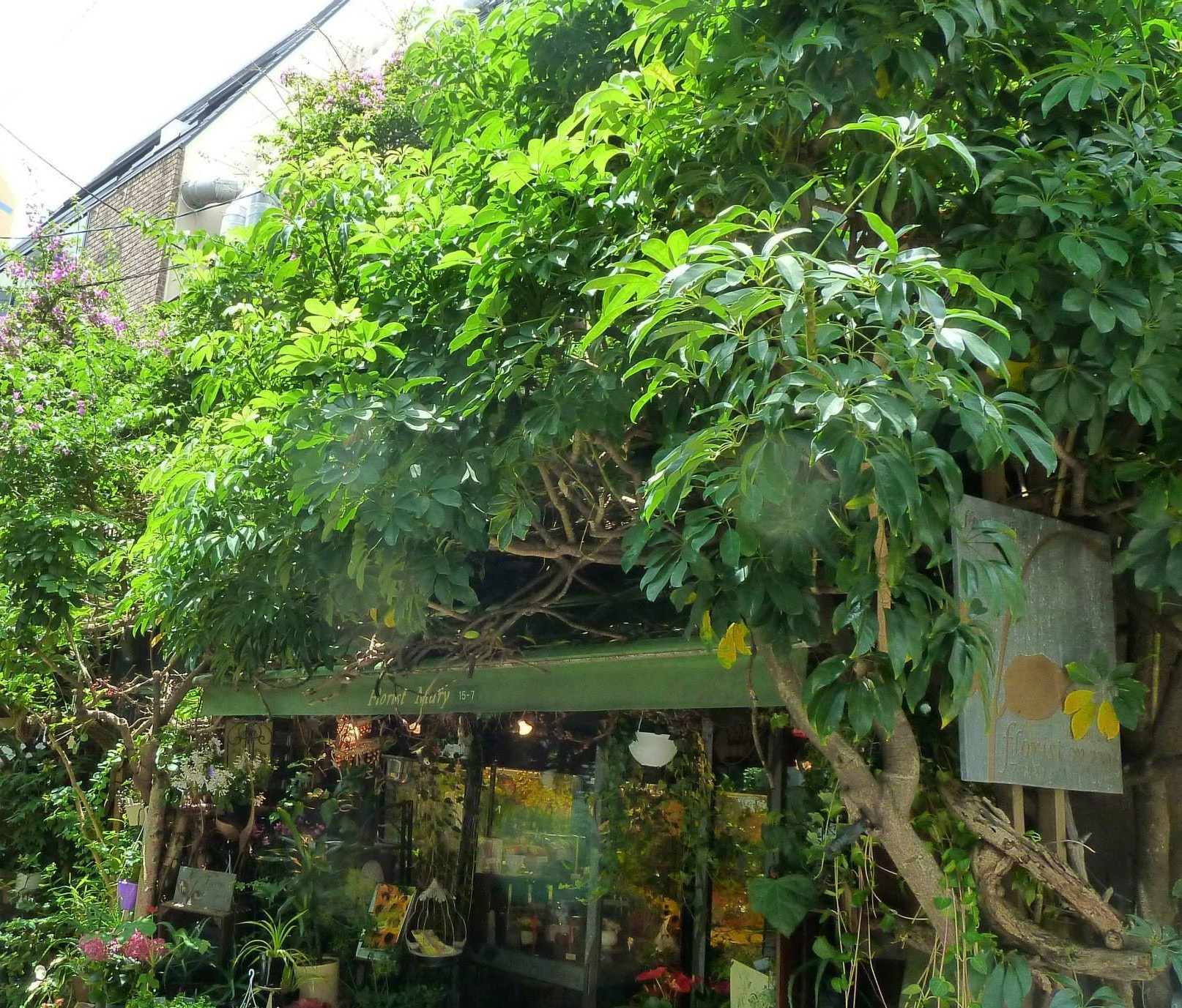floristmary_5.jpg